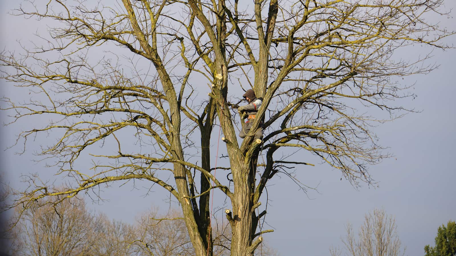 Dallas Tree Service completed work portfolio