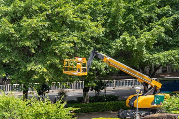 Deep root fertilization in Dallas