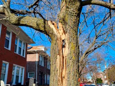 Emergency tree service in Dallas