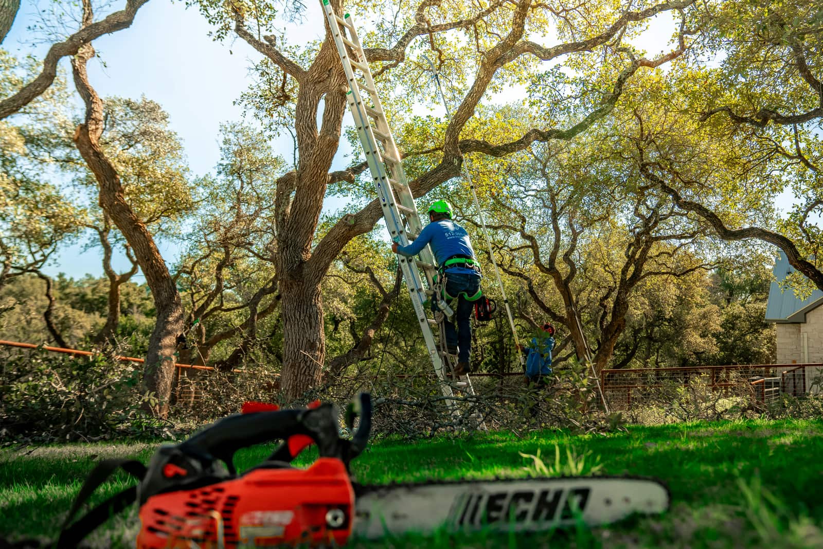 Tree trimming in Dallas