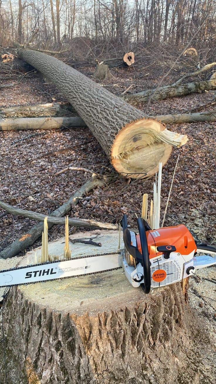 Dallas Tree Service lead arborist
